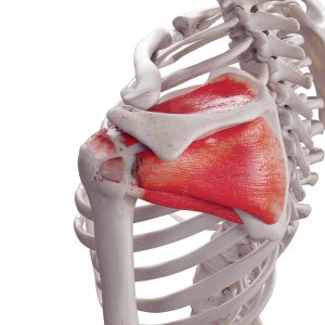 rotator cuff